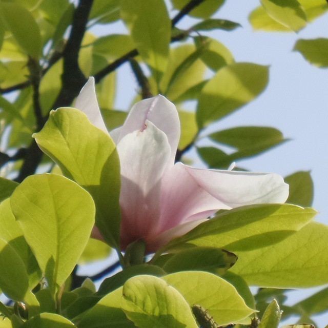 More from the area around my apartment. #nature the last magnolia flower I could find.