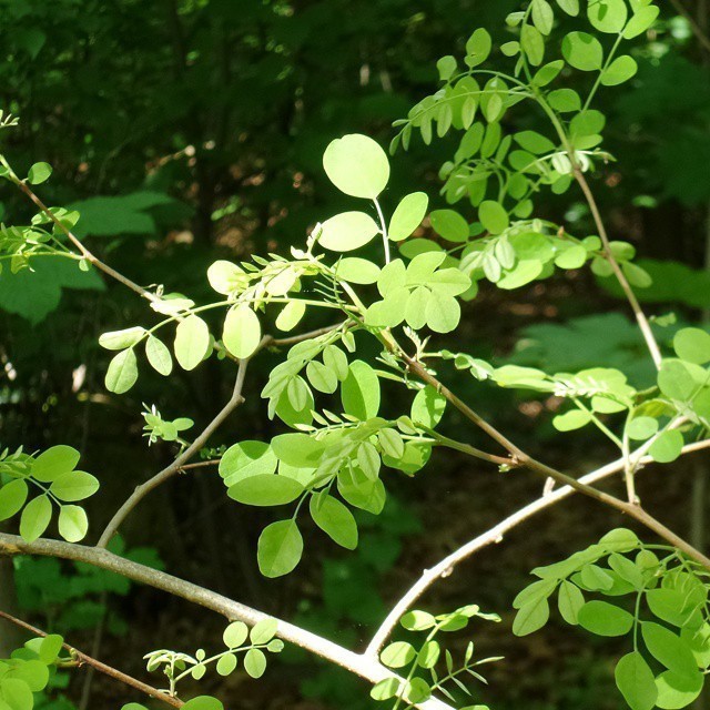 Some impressions of that nature reserve. #nature