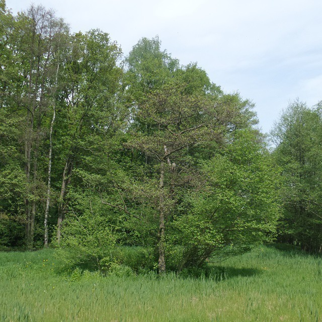 Some impressions of that nature reserve. #nature