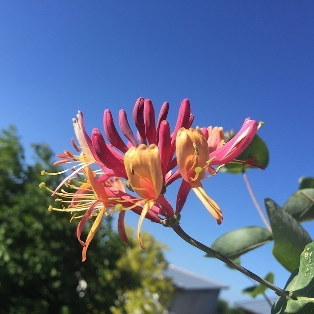 My passionflower is starting to flower again ^^
