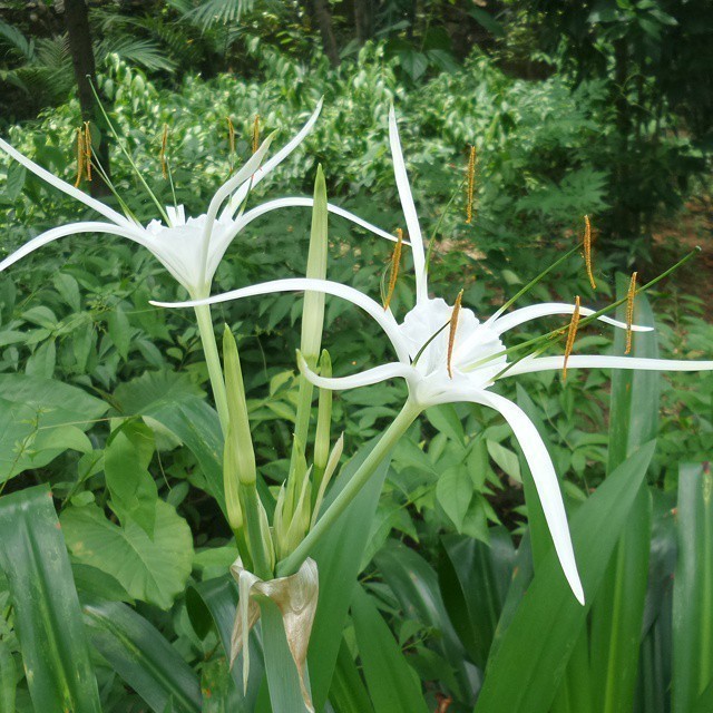 At a local garden in #Macau