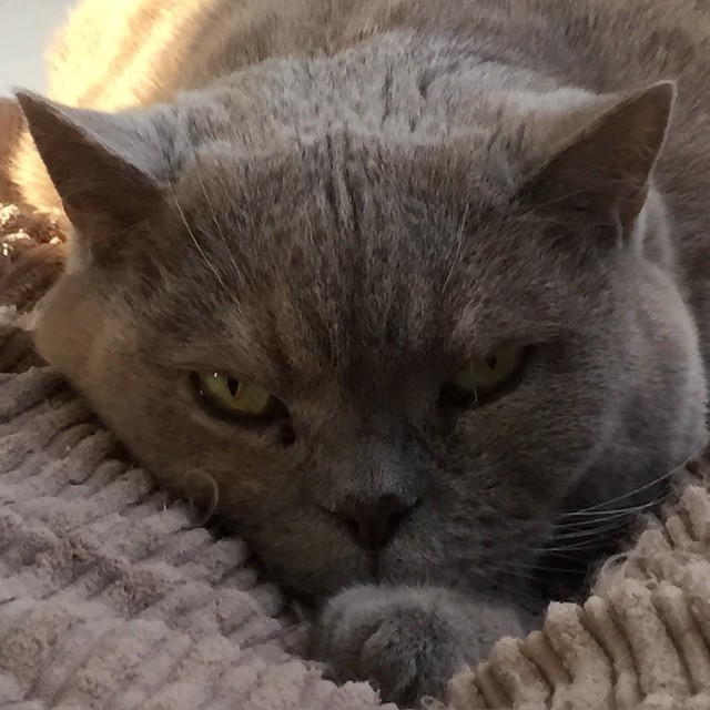 “Welcome Home. Finally a warm place to sleep on again” By Nofretete #cat