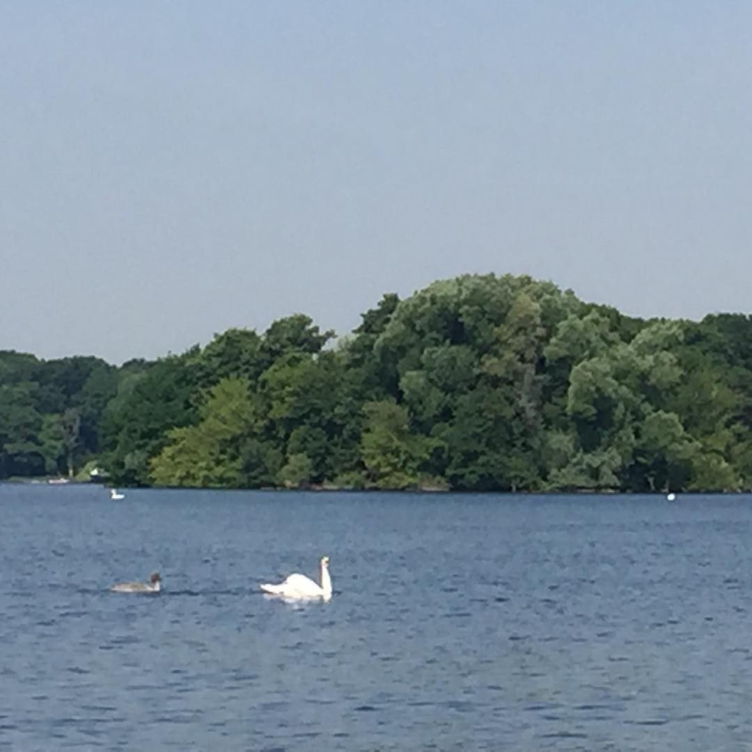 Swan family. Enjoying the lake before the heat arrives. #berlin