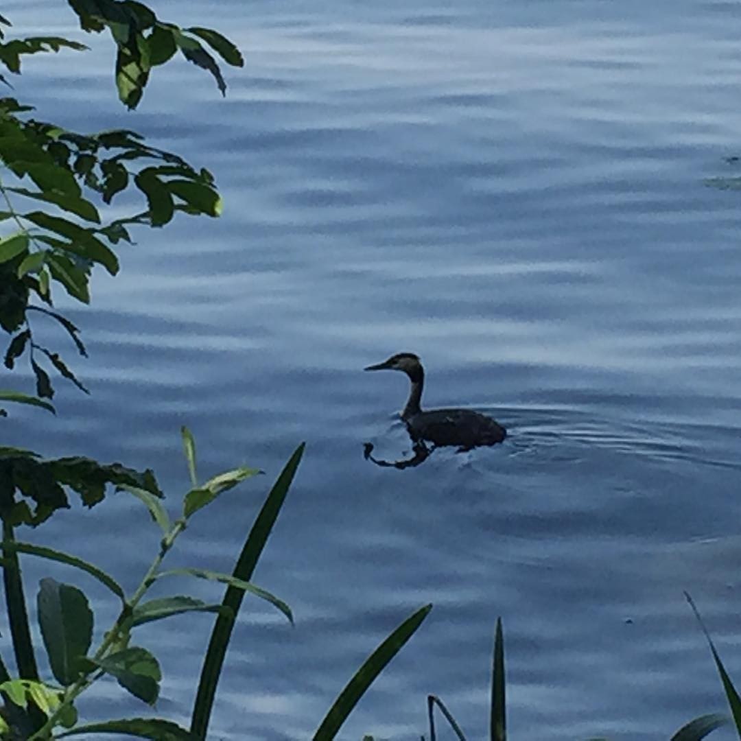 Enjoying the lake before the heat arrives. #berlin