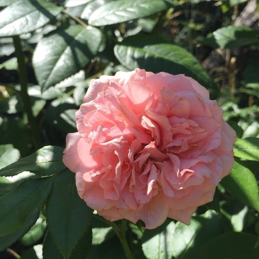 Wild roses. Strong smell too 💕.