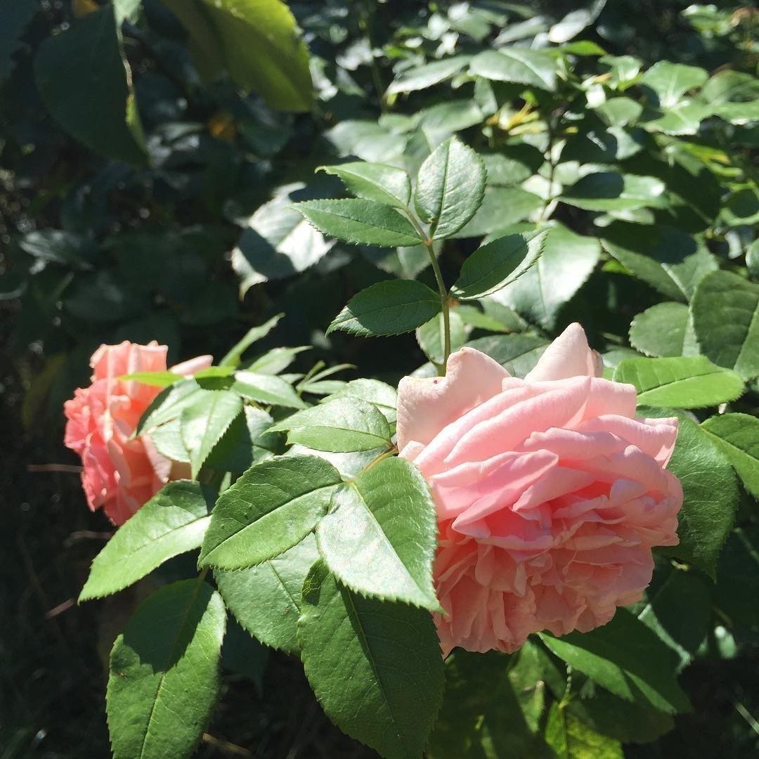Wild roses.