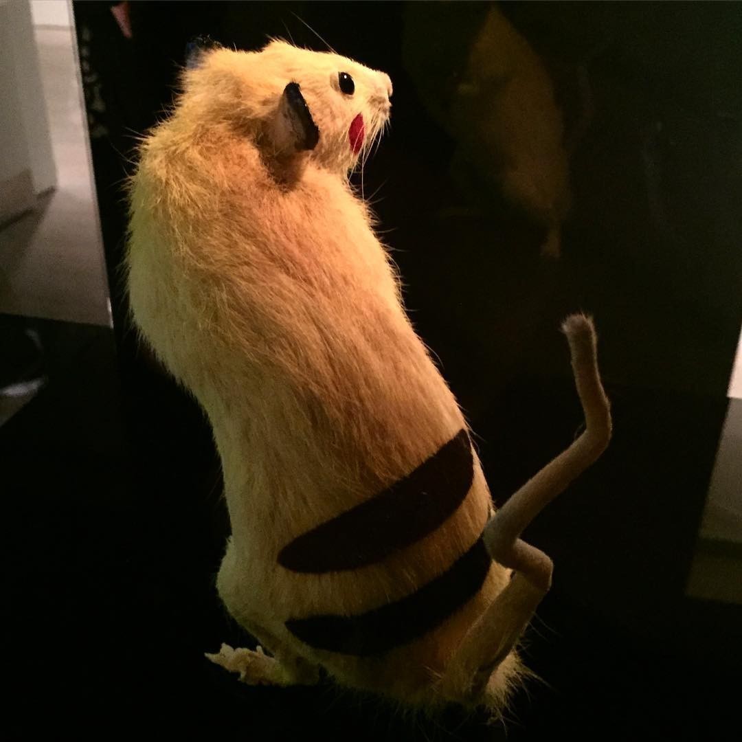 SUPER RAT Chim↑Pom Saatchi Gallery London 10 – 20 September, 2015 @ Saatchi Gallery @chimpomhappy