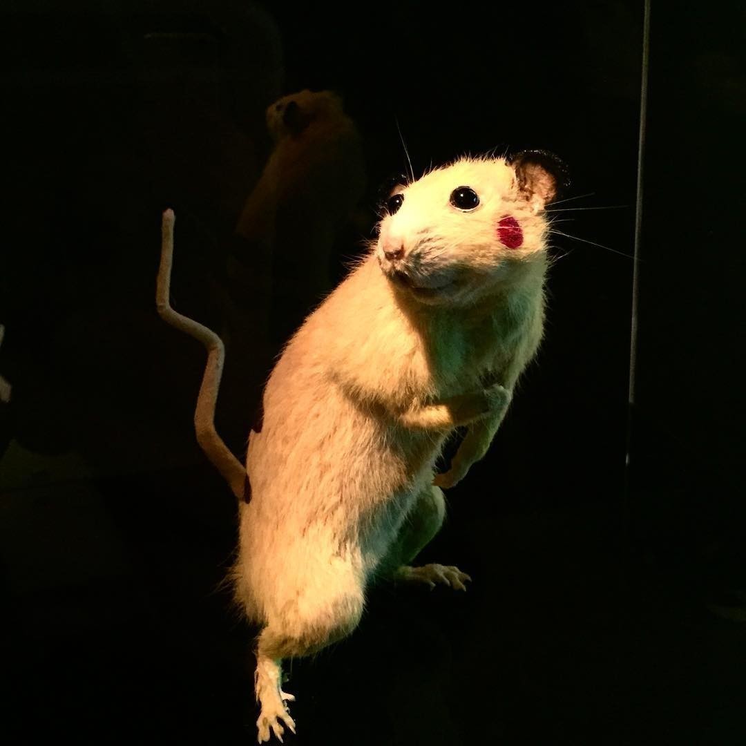 SUPER RAT Chim↑Pom Saatchi Gallery London 10 – 20 September, 2015 @ Saatchi Gallery @chimpomhappy
