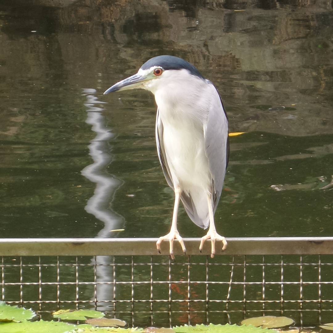 #Heron at Chiang Kai-Shek Memorial