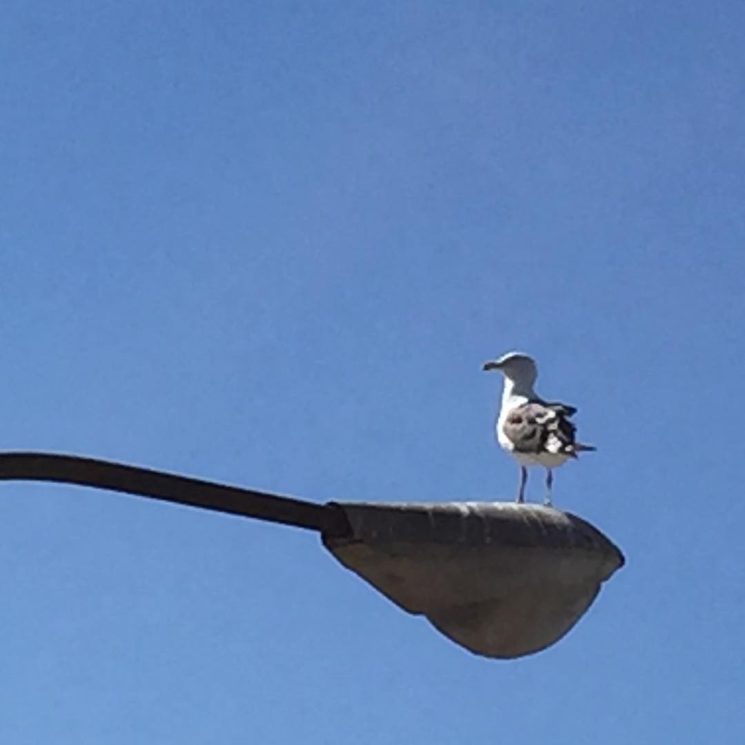 #Seagull