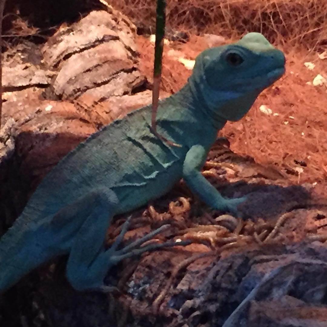 I haven’t posted my lizards in awhile. These are plumed lizards also nicknamed Jesus Christ lizards as they can walk over water. These ones here have been rescued from death and have been with me ever since.