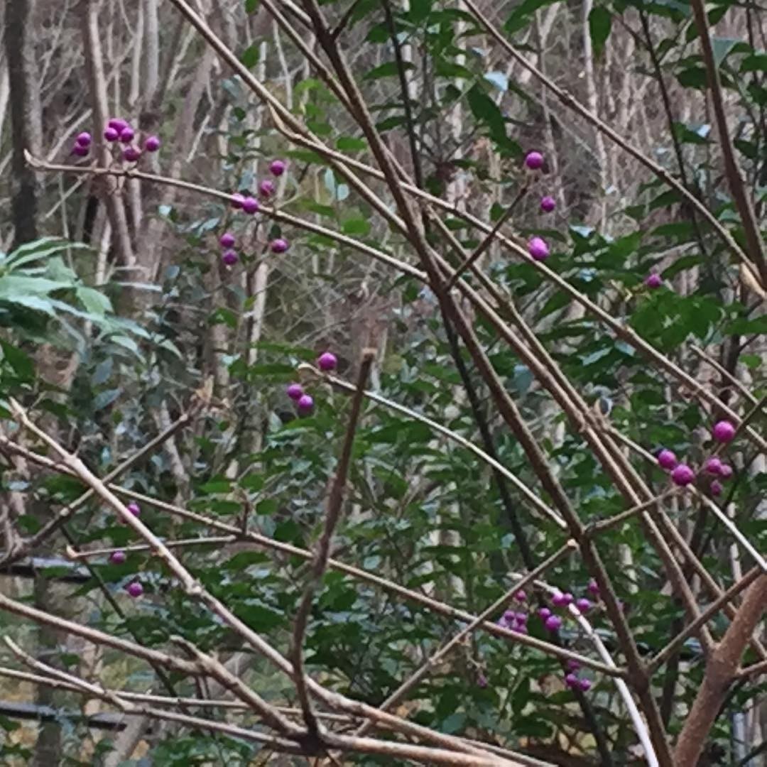Lilac berries…