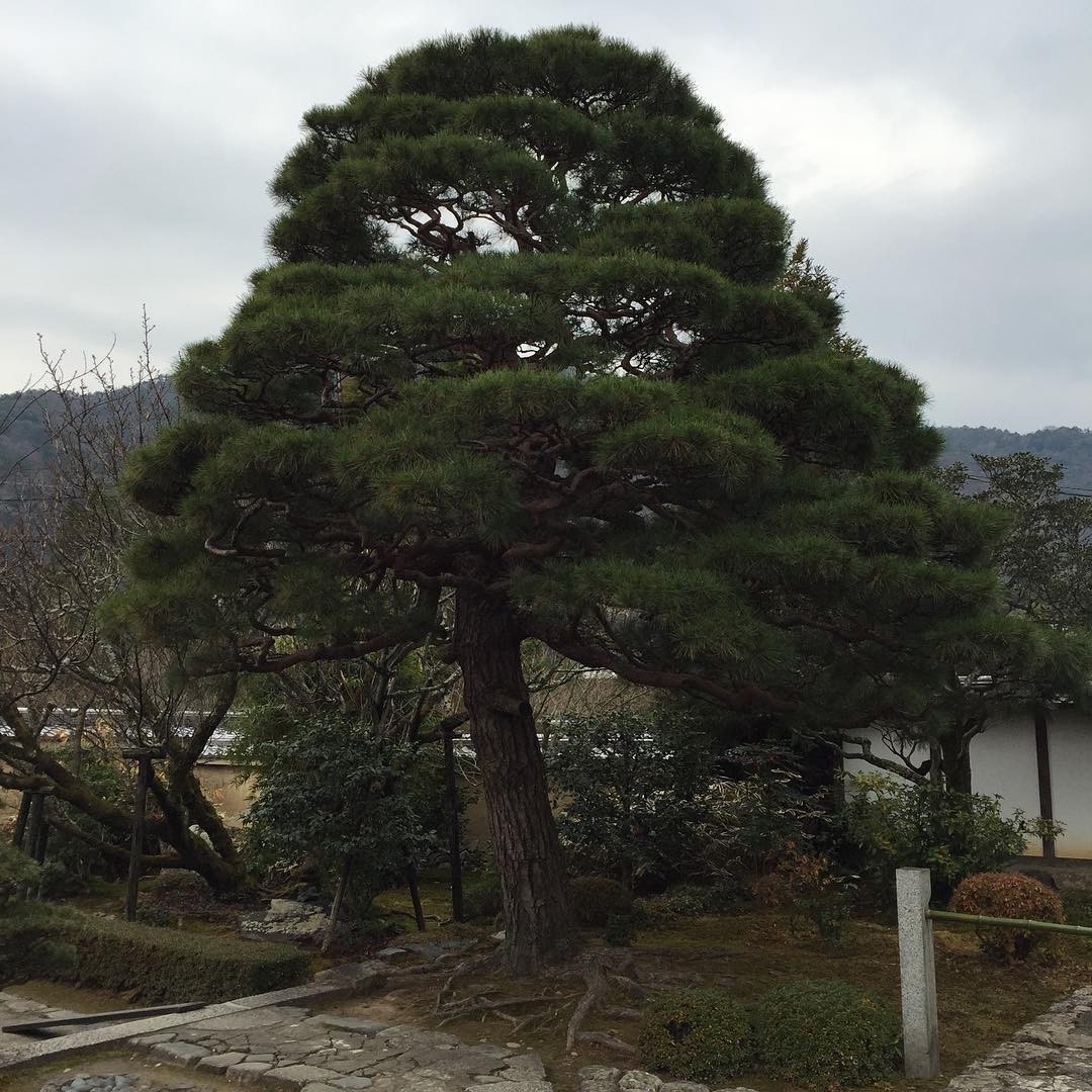 Tenryu-ji Zen Temple and gardens in #Kyoto