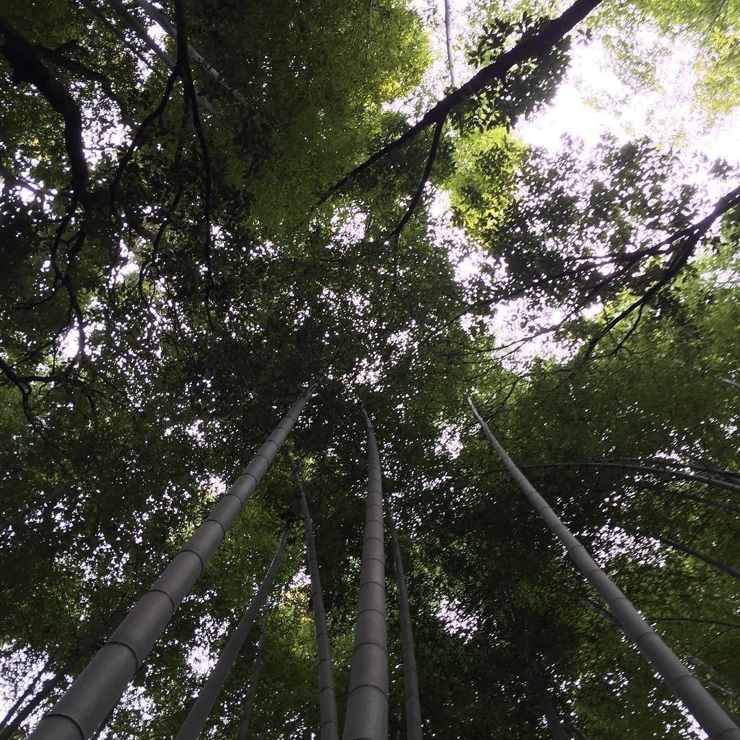 Bamboo Forest #Kyoto