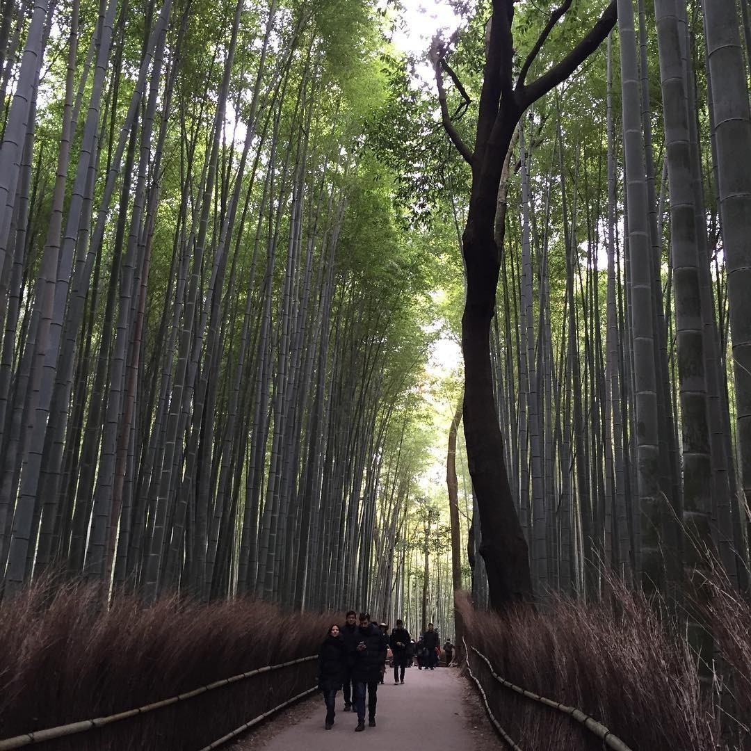 Bamboo Forest #Kyoto