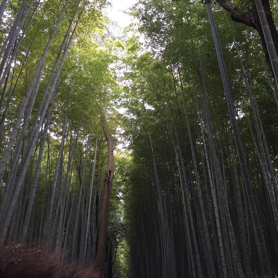 Bamboo Forest #Kyoto