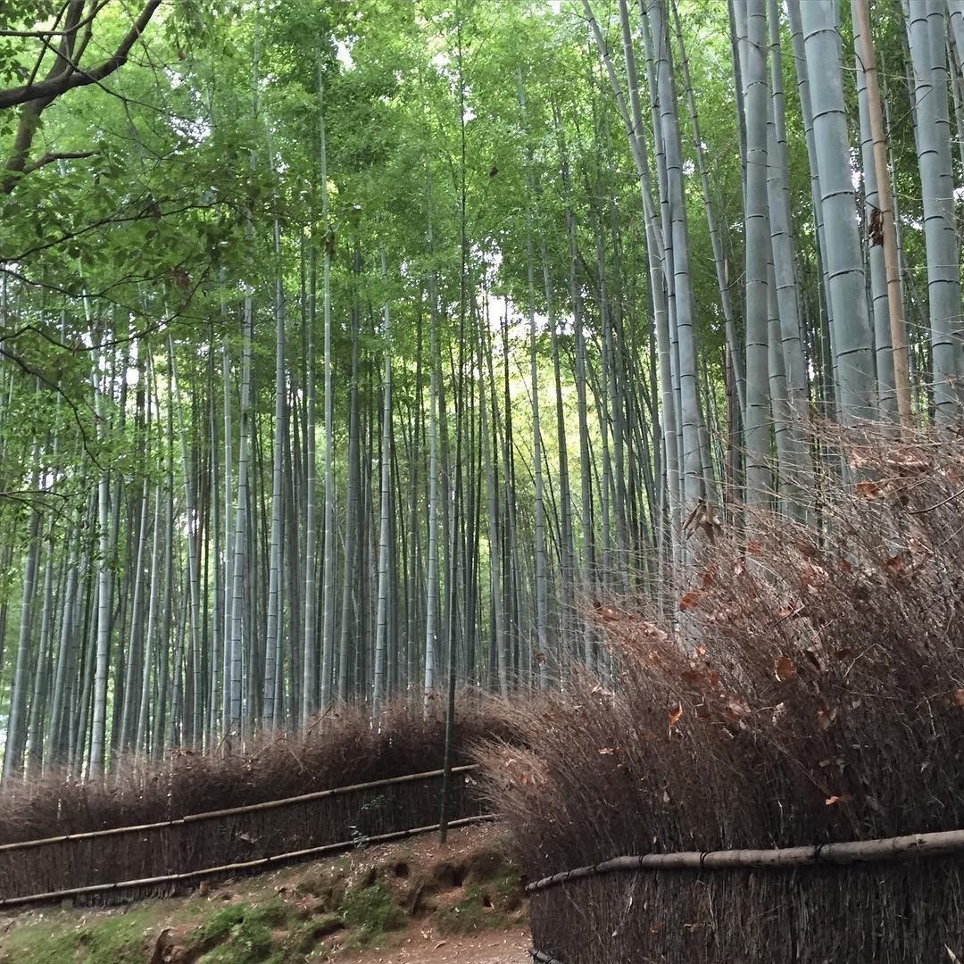 Bamboo forest #arayashima