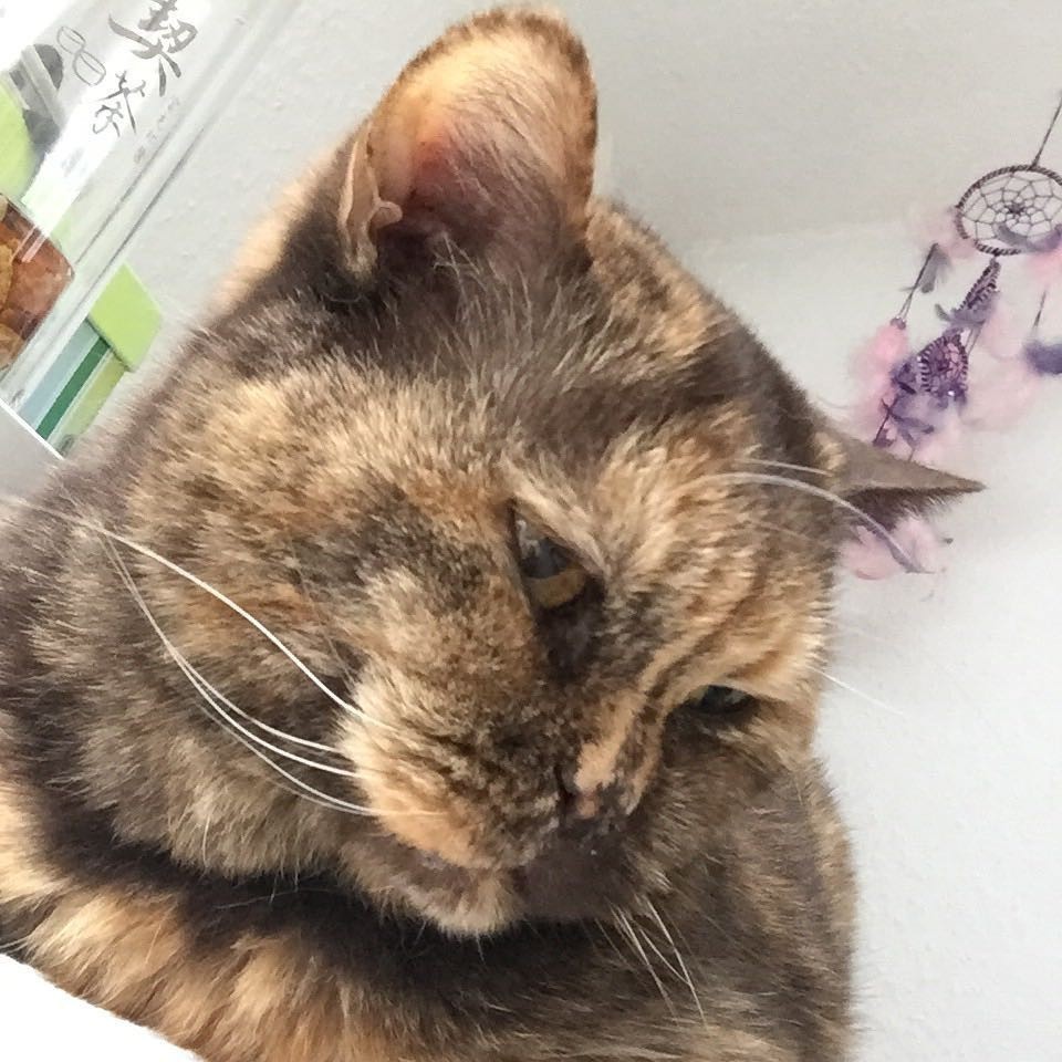 #😼