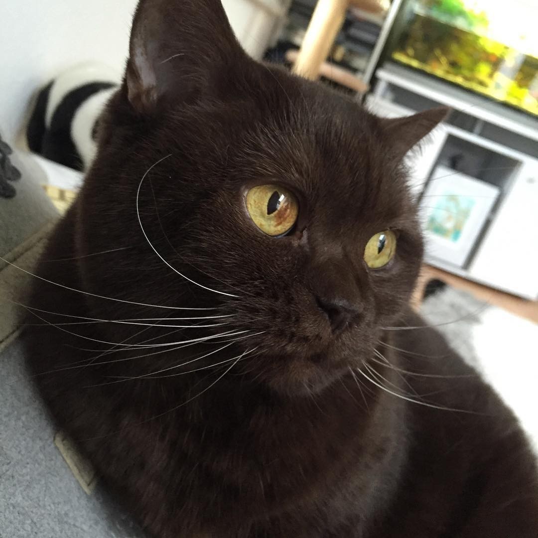 #😼