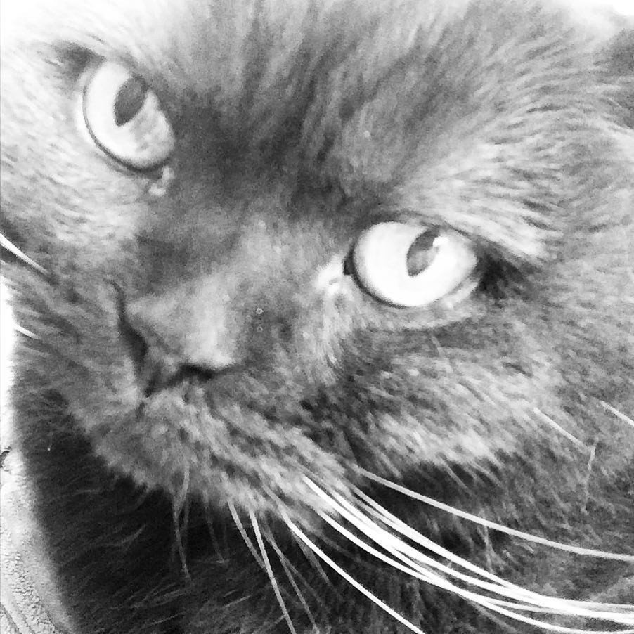 #😼