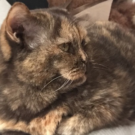 #😼