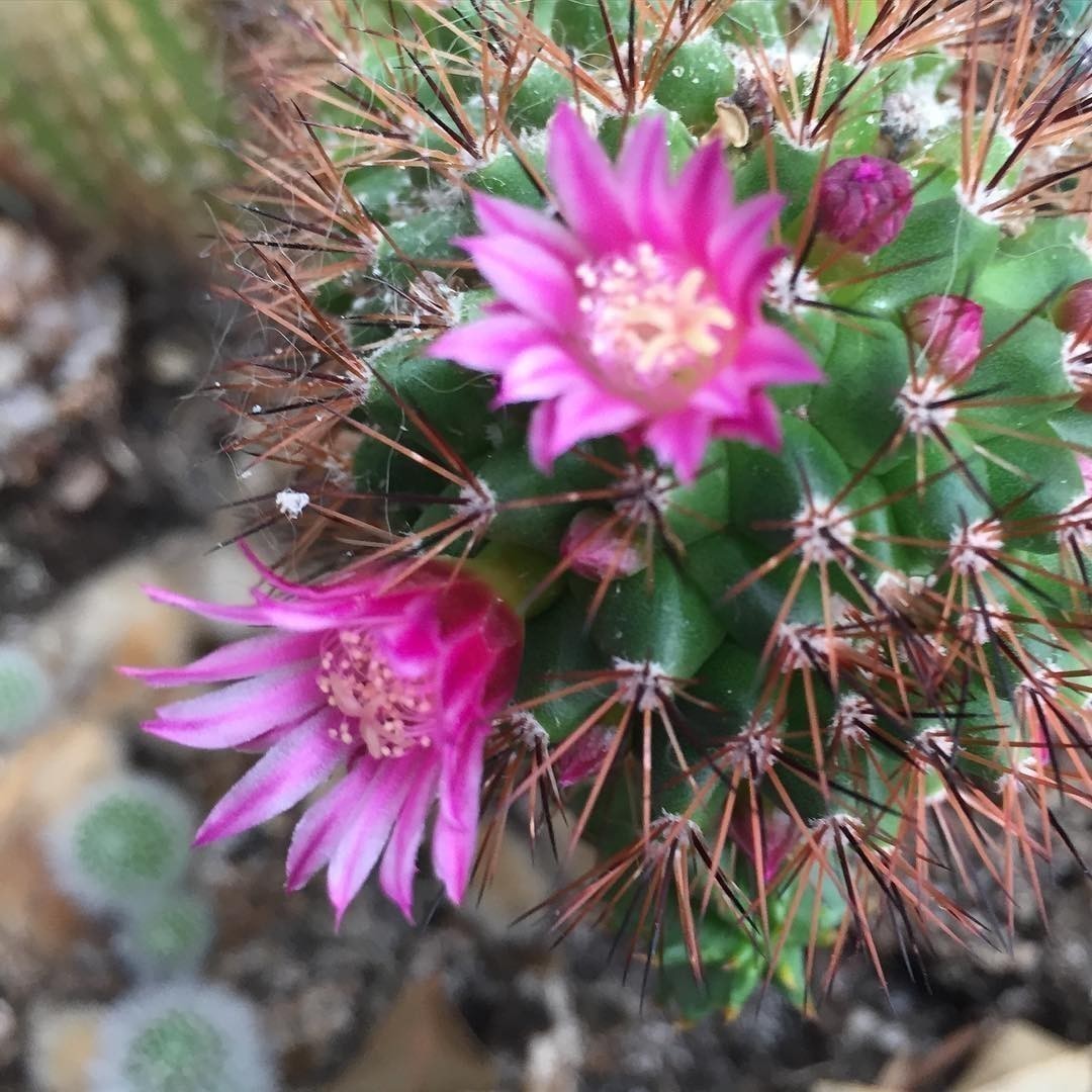 My #cactus is flowering.