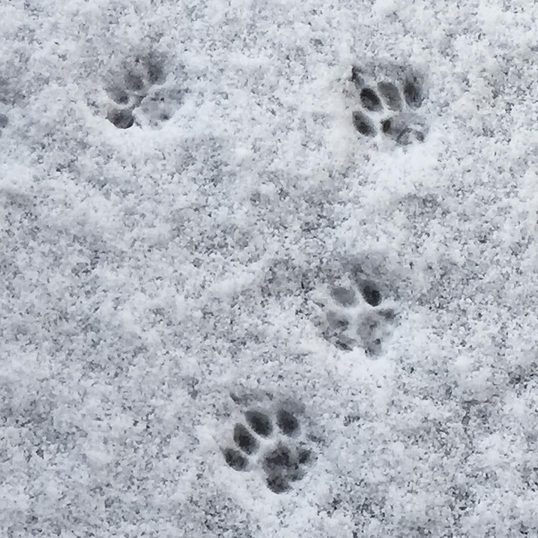 It snowed overnight. #Berlin.