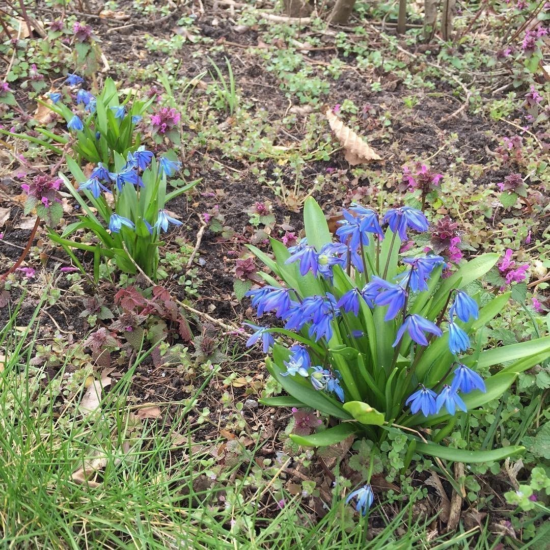 Finally spring in Berlin.