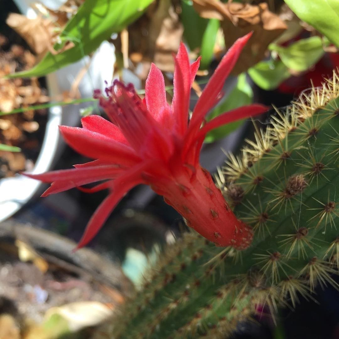 My cactus #2 is flowering.