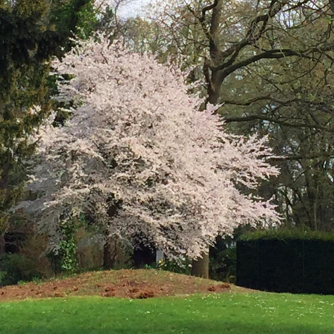 Enjoying spring in the countryside with my friend. #finallyspring
