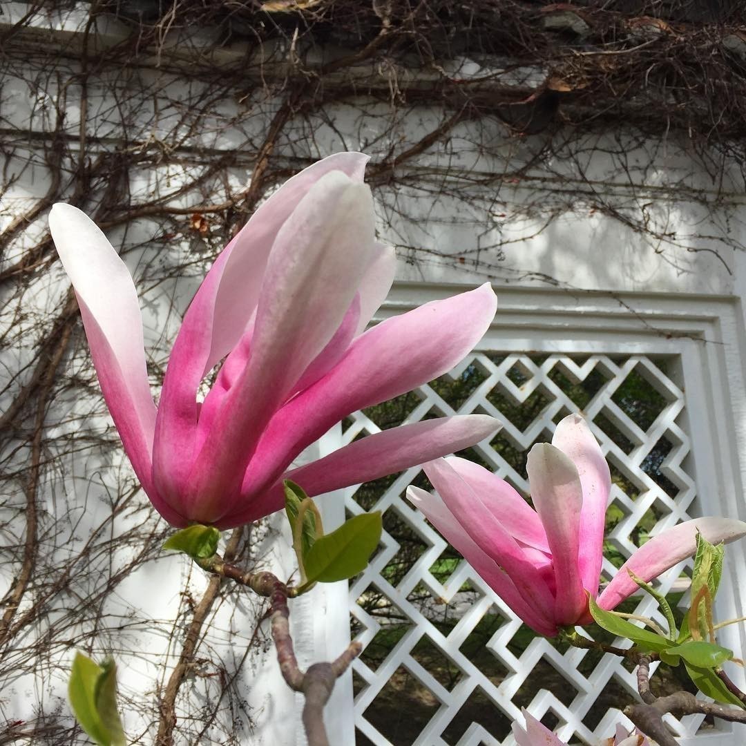 #Spring