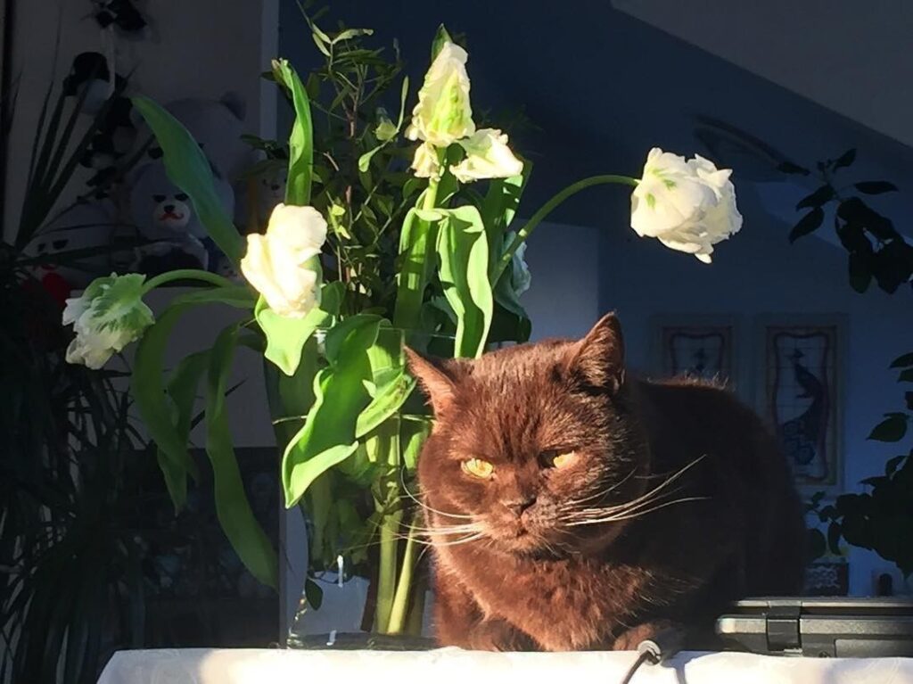At home. #cat