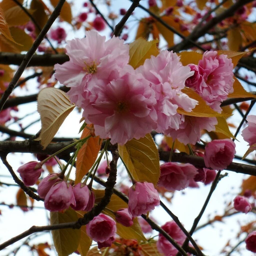 #Spring