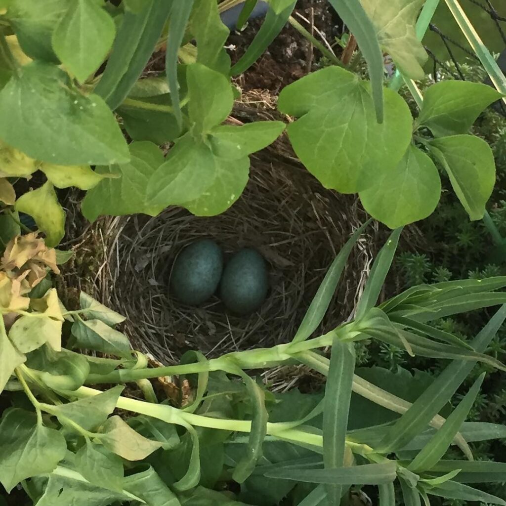 Wow: now it’s two eggs… 🐣💕🙏
