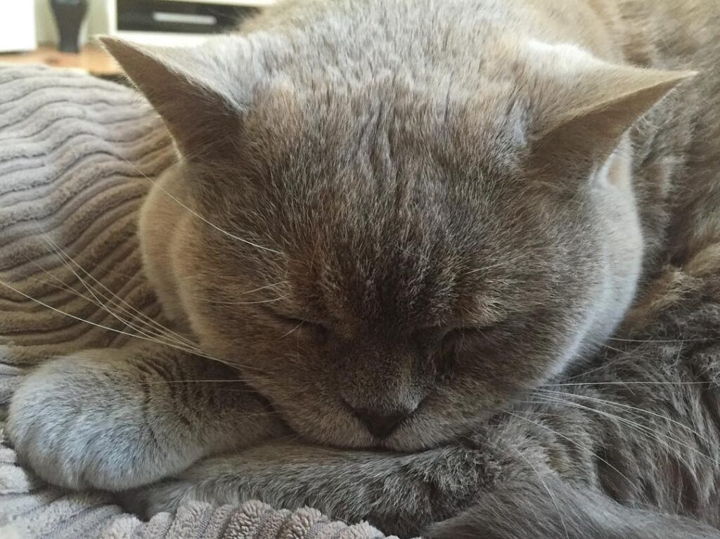 Sleeping. 😺.