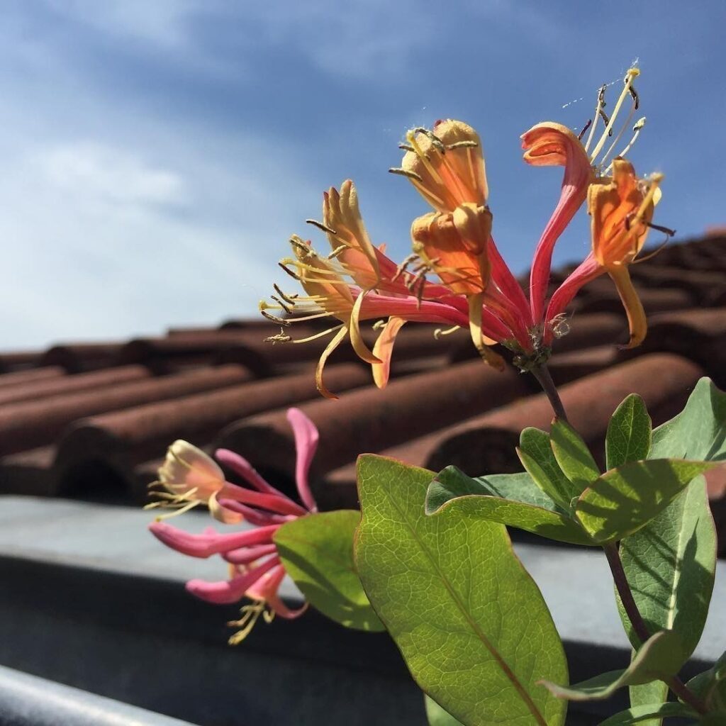My #PassionFlower is flowering for the third year 👏🏻🌸