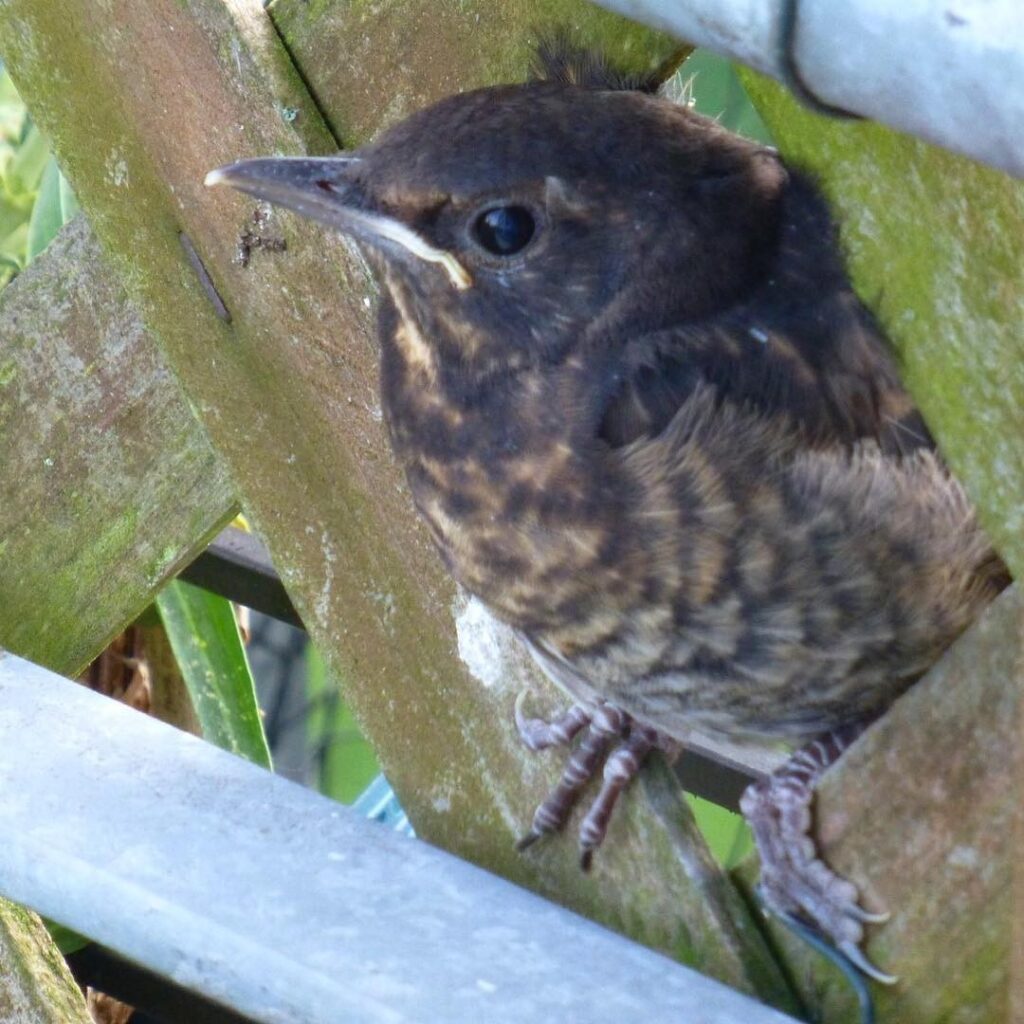 My baby birds are up and about. Baby No 2 getting ready to fly… #Amsel
