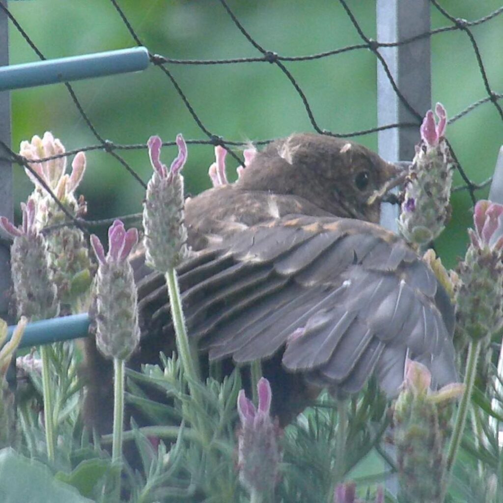 My baby birds are up and about. Oopps first flight ended in flowerpot… #Amsel