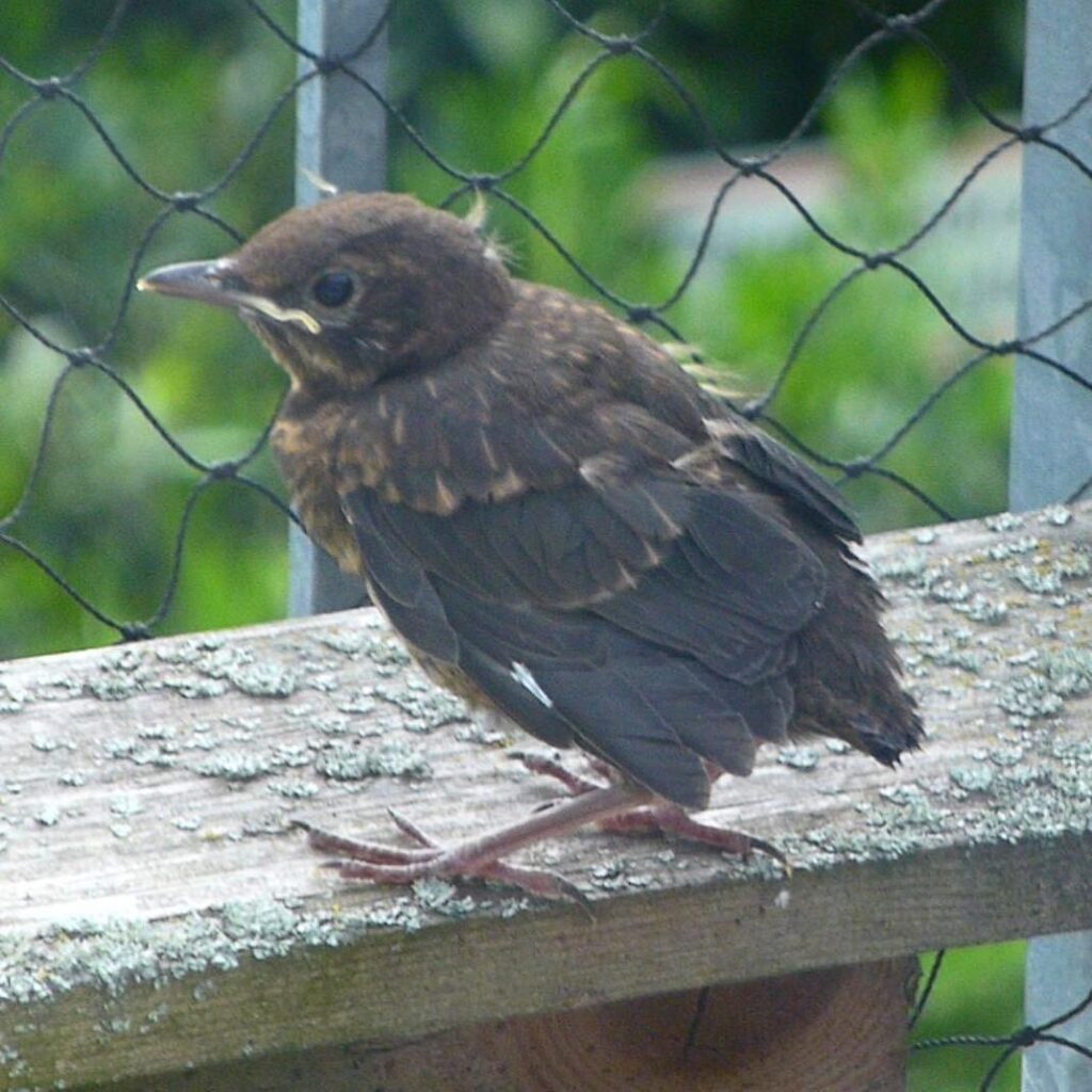 [Video] My baby birds are up and about. Papa Bird looking after and feeding the young one. #Amsel