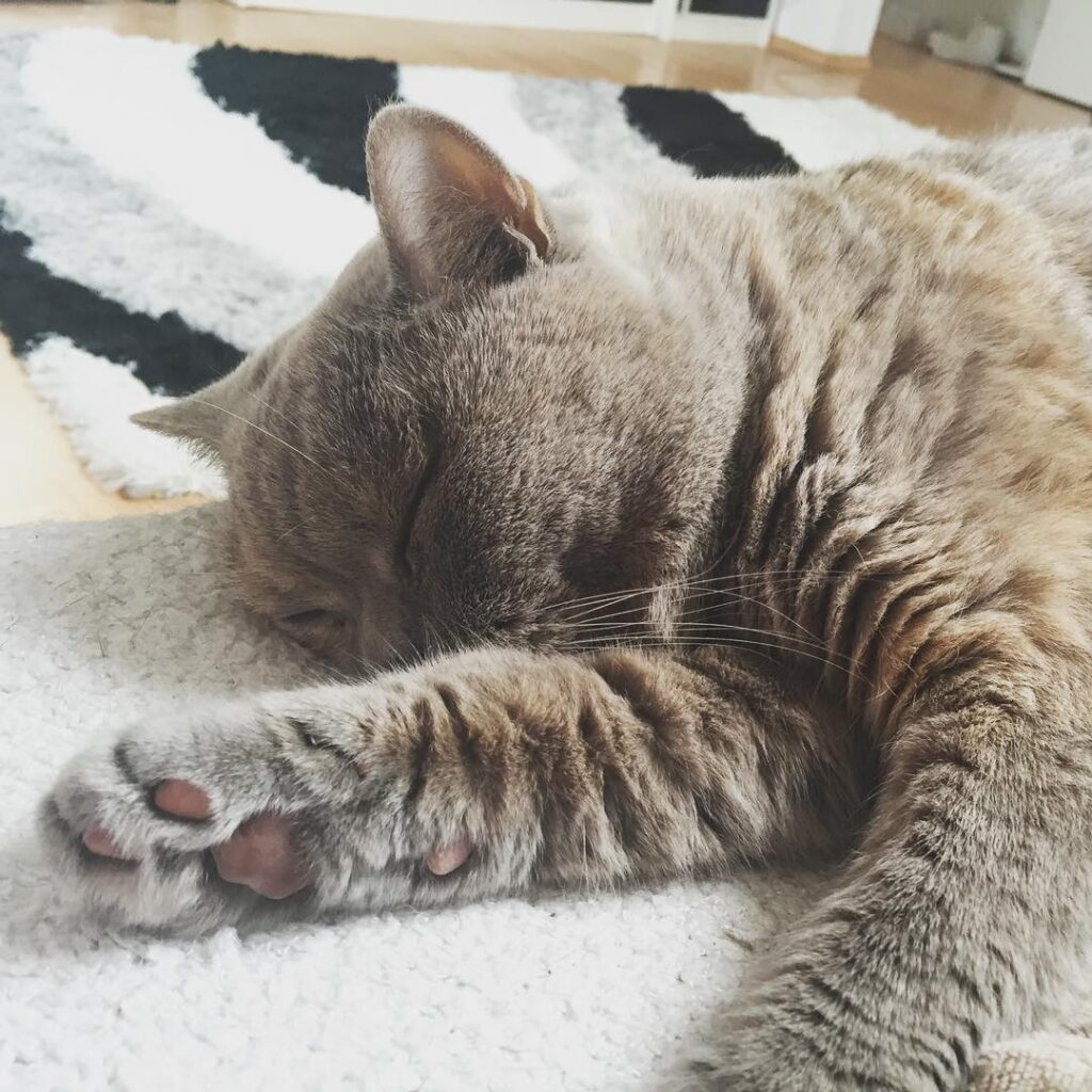 Good Night #😸 #💤