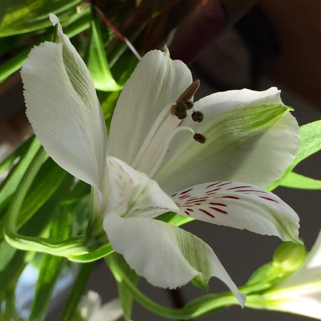 #Flower