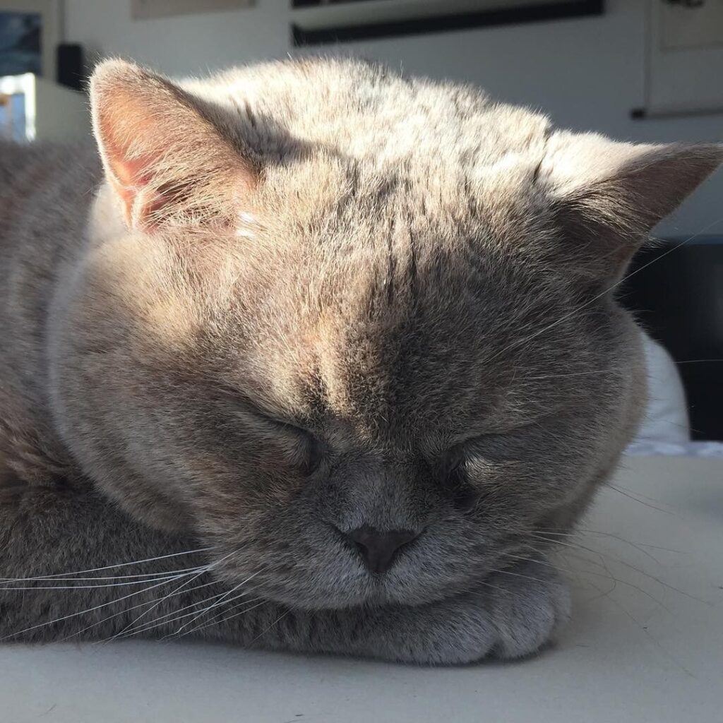 My beautiful lady #cat #🐱