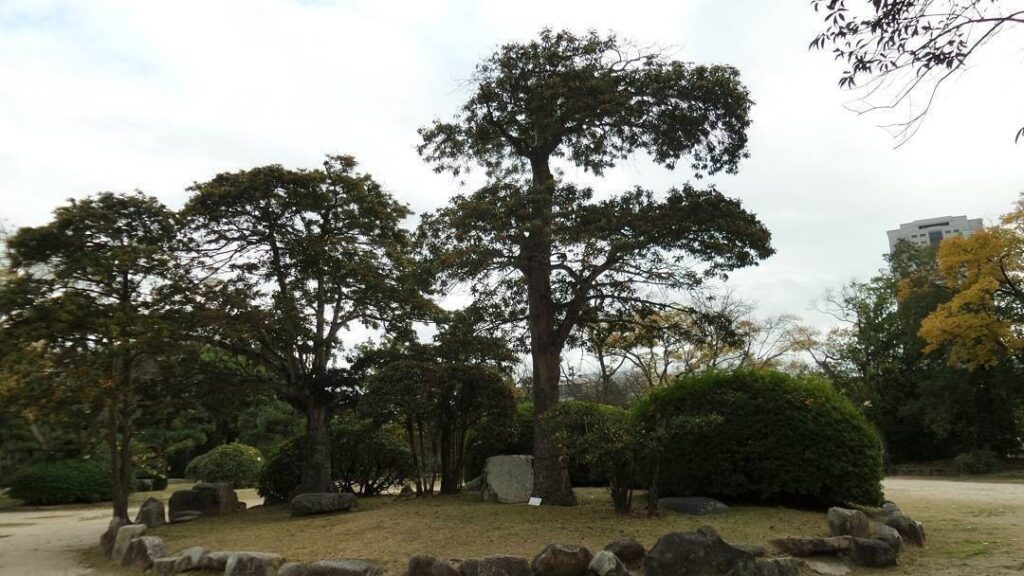 The tree in the middle is the only one of three trees that survived the atomic bomb. Every other update you see from Hiroshima has only been built or grown since after 1945.