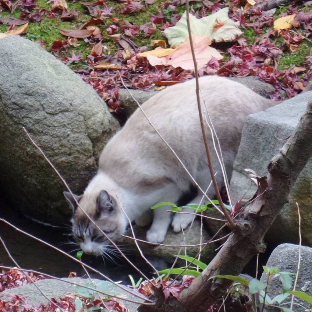 A thirsty cat in the #ShukkeienGarden
