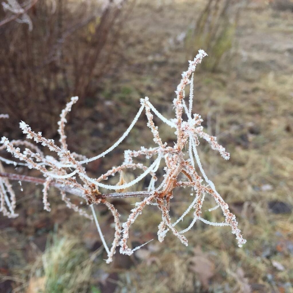 Frozen.