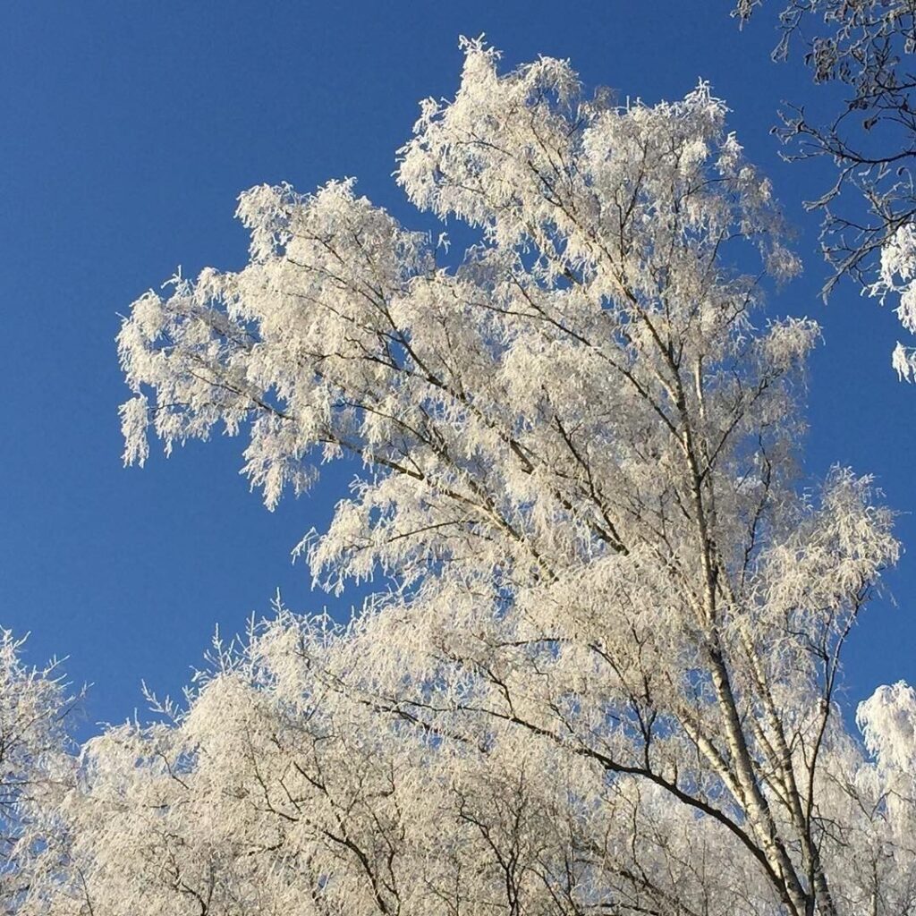 White trees in Berlin. But not snow – simply frozen. #winter