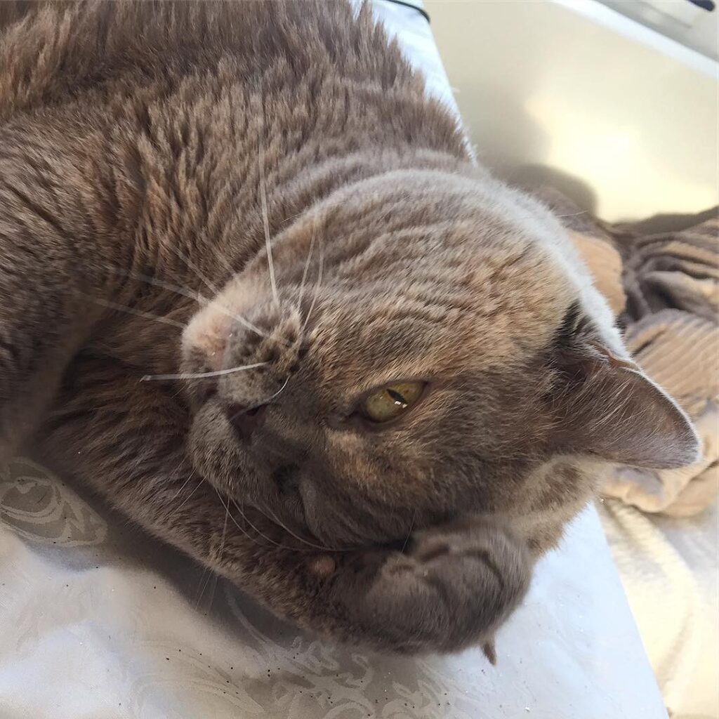 My beloved teddy bear #😺 #model