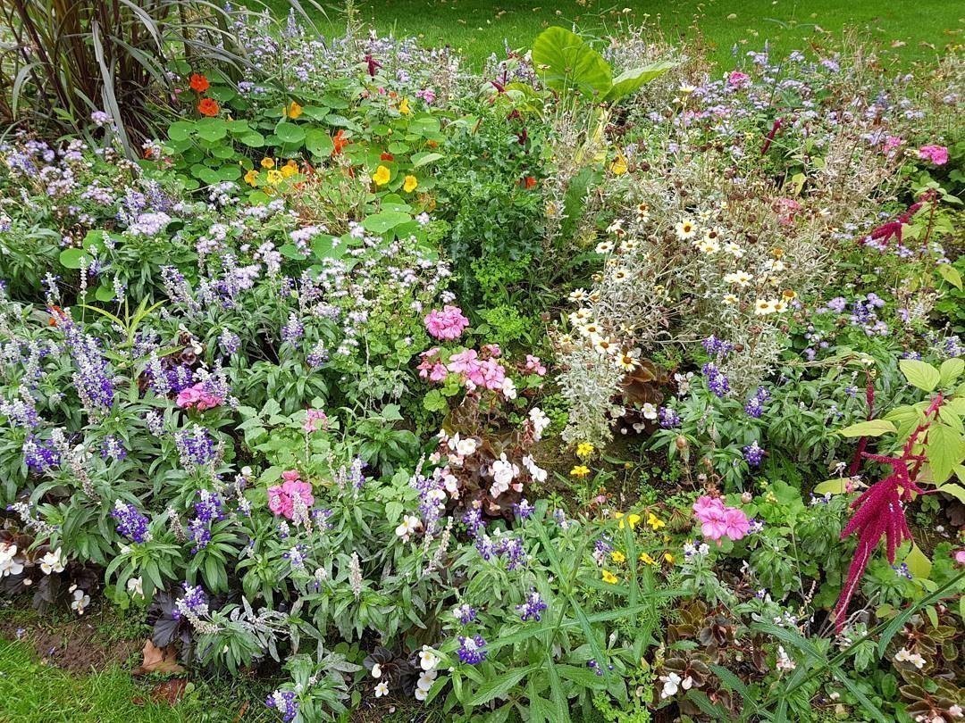Flowers 🌷🌱⚘🌴🌿🍀🥀🌹