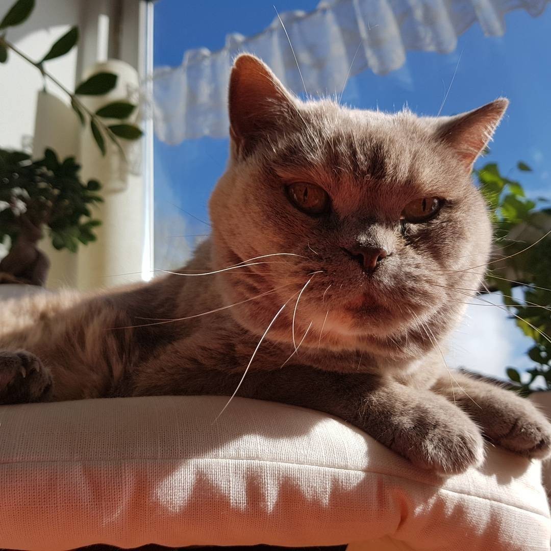 Happy cat 😼😻 I am back home 😁