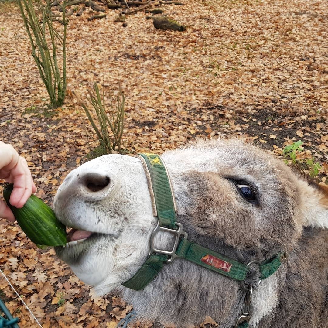 Work. 🤣 #donkey